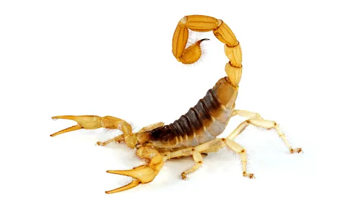 Akrep ilaçlama Adana