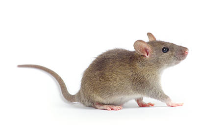 Fare ilaçlama Adana