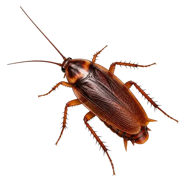 Hamam böceği ilaçlama