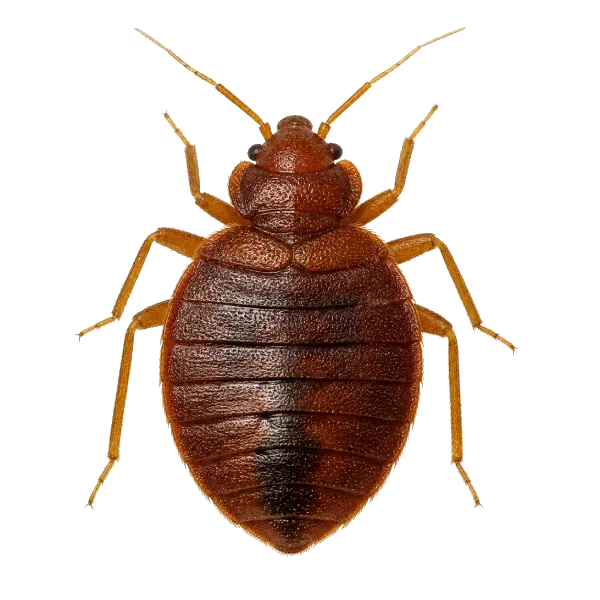 Tahta kurusu ilaçlama