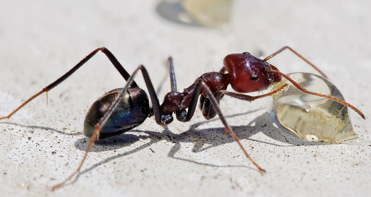 Karınca ilaçlama Adana