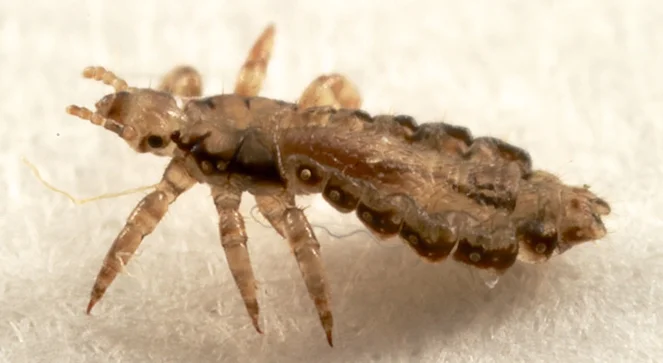 Kuş biti ilaçlama Adana