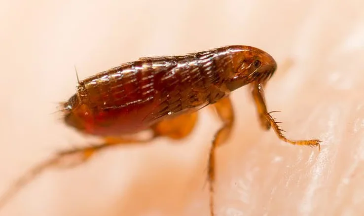 Pire ilaçlama Adana