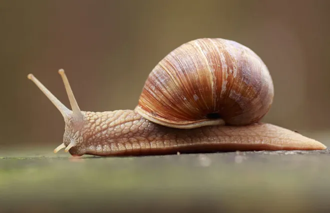 Salyangoz ilaçlama Adana