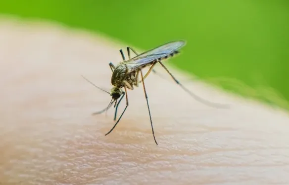 Sinek ilaçlama Adana